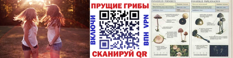 kraken ТОР  Людиново  Галлюциногенные грибы прущие грибы 