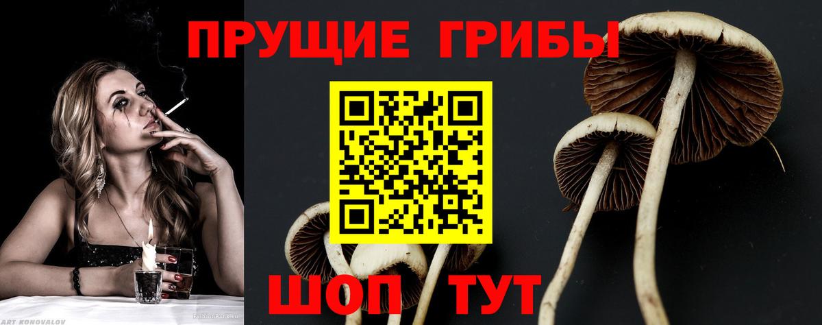 Галлюциногенные грибы Psilocybine cubensis Людиново